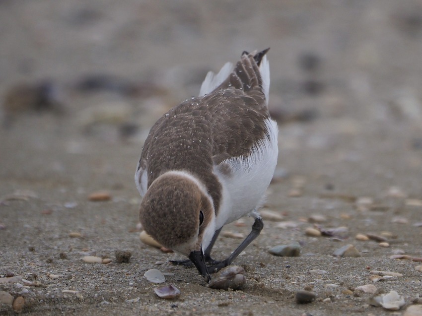 Il giovane Fratino (Charadrius alexandrinus) e le vongole..